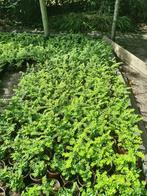 Lonicera Nitida (Struikkamperfoelie) buxus vervanger, Ophalen, Overige soorten, Haag, Minder dan 100 cm