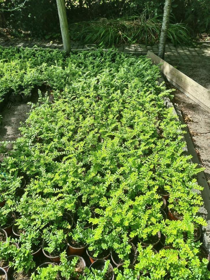 Lonicera Nitida (Struikkamperfoelie) buxus vervanger, Tuin en Terras, Planten | Struiken en Hagen, Haag, Overige soorten, Minder dan 100 cm