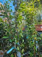 Toscaanse Jasmijn 180-200 hoog, Tuin en Terras, Planten | Bomen, Ophalen, Overige soorten, 100 tot 250 cm