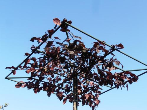 Daksierpruim | Prunus cerasifera nigra dakboom | Roodbladig, Tuin en Terras, Planten | Bomen, Dakboom, 100 tot 250 cm, Halfschaduw