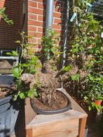 Druif op oude stam wit en blauw / vitis vinifera, Ophalen of Verzenden, Zomer, Overige soorten, Volle zon