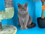 Brits Korthaar poes / Britse Korthaar poes