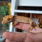 Leuke jonge harlequin dalmatian wimpergekko/crested gecko, Dieren en Toebehoren, Hagedis, 0 tot 2 jaar