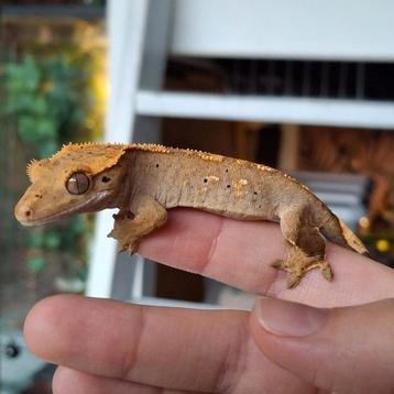 Leuke jonge harlequin dalmatian wimpergekko/crested gecko beschikbaar voor biedingen