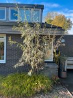 Gratis Treurwilgen, Ophalen, Bloeit niet, Halfschaduw, Overige soorten