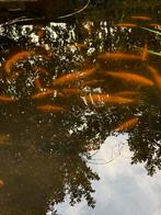 Vijvervissen goudwindes, Dieren en Toebehoren, Baars of Goudwinde