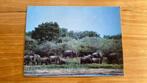 Ansichtkaart: wilde olifanten - Yala safari park Sri Lanka, Ophalen of Verzenden, 1980 tot heden, Wild dier