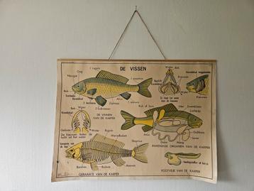 Schoolplaat Vissen uit 1962 - vissen - 90x70cm  beschikbaar voor biedingen
