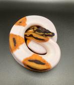 1.0 OD YB Pied ball python regius te koop, Slang, Tam, 0 tot 2 jaar