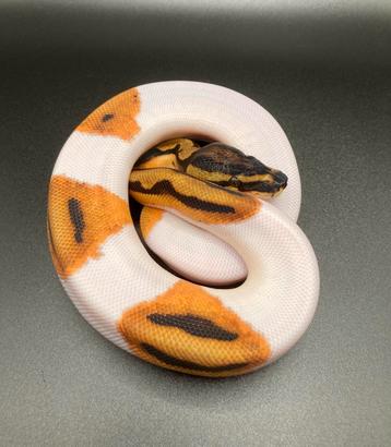 1.0 OD YB Pied ball python regius te koop beschikbaar voor biedingen
