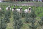 Kerstbomen te koop - €15!, Tuin en Terras, Ophalen, Overige soorten, 100 tot 250 cm