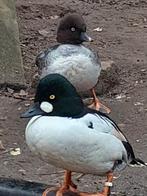 Diverse soorten siereenden, Dieren en Toebehoren, Pluimvee, Meerdere dieren, Eend