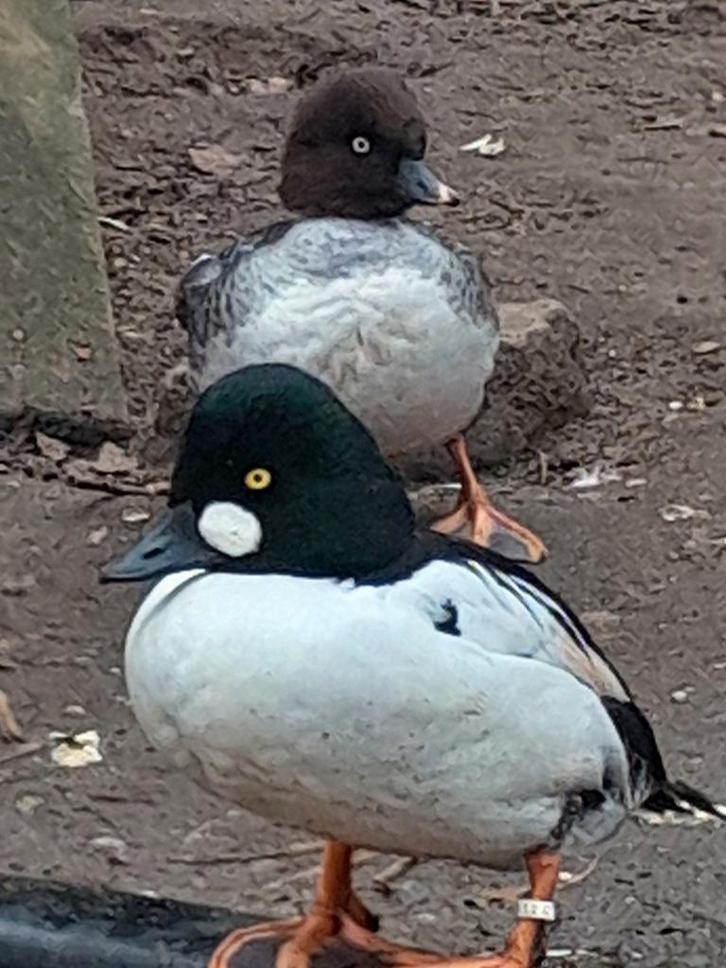 Diverse soorten siereenden, Dieren en Toebehoren, Pluimvee, Eend, Meerdere dieren