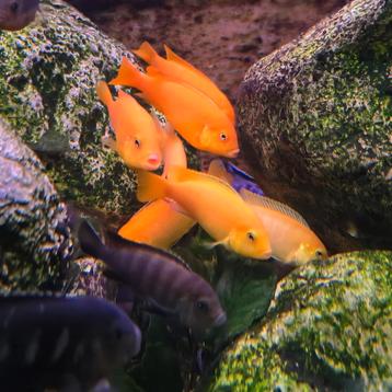 Malawi Cichliden Labidochromis aquarium vissen  beschikbaar voor biedingen