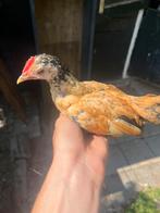 Kriel haan, Dieren en Toebehoren, Pluimvee