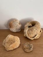 Verzameling fossielen - schelp - ammoniet - koraal, Ophalen of Verzenden, Zo goed als nieuw, Glas of Kopje