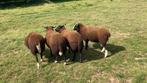 Zwartbles dekrammen, Dieren en Toebehoren, Schapen, Geiten en Varkens, Mannelijk, Schaap, 0 tot 2 jaar