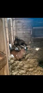 hameltje zoekt goed thuis, Dieren en Toebehoren, Schapen, Geiten en Varkens, Mannelijk, Geit, 3 tot 5 jaar