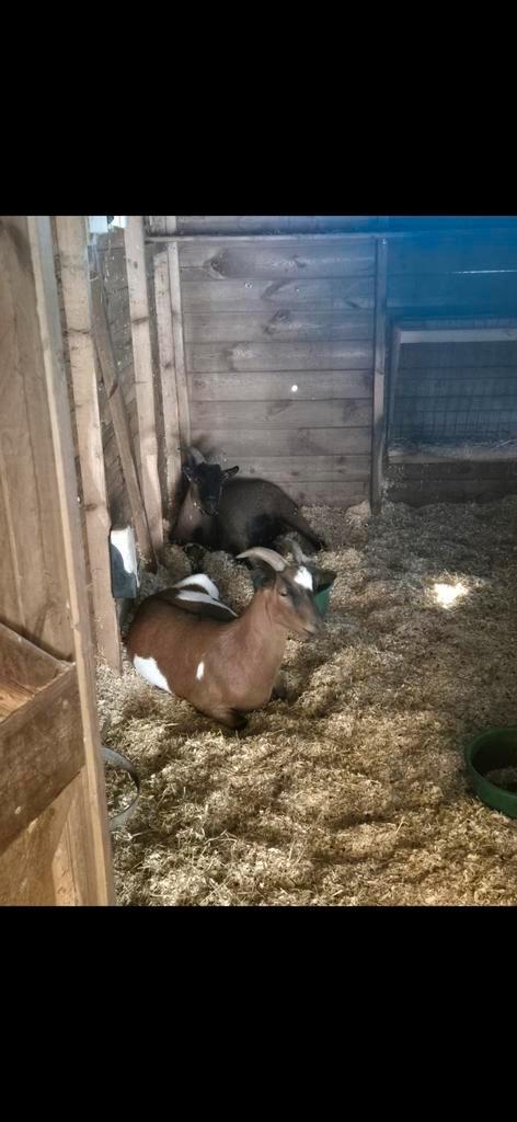 hameltje zoekt goed thuis, Dieren en Toebehoren, Schapen, Geiten en Varkens, Geit, Mannelijk, 3 tot 5 jaar