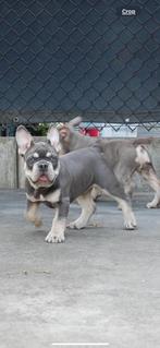 Prachtige franse bulldogs pups uit geteste ouders met stamb, België, Particulier, Rabiës (hondsdolheid), 8 tot 15 weken