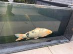 Koi, Shiro bekko 52cm, male, Dieren en Toebehoren, Vissen | Vijvervissen, Karper of Koi
