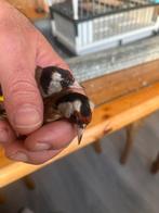 Een koppel klein parva putters, Meerdere dieren