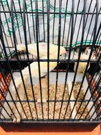 3 jonge rood mozaïeken alleen deze week samen, Dieren en Toebehoren, Vogels | Kanaries, Geslacht onbekend, Kleurkanarie