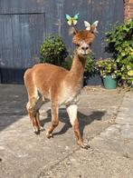 Alpaca Hengst, Dieren en Toebehoren, Augustus, Mannelijk