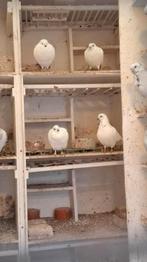 Wener hoogvliegers, Dieren en Toebehoren, Vogels | Duiven, Meerdere dieren, Postduif