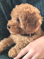 Wie wil onze labradoodle mini trimmen/ knippen Geldermalsen, Particulier, Rabiës (hondsdolheid), Reu, Nederland