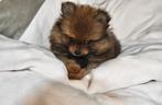 Kleine pomeriaan pomeranian keesje, Dieren en Toebehoren, Honden | Poolhonden, Keeshonden en Oertypen, Keeshond, CDV (hondenziekte)