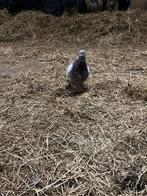 Gaditano duivin, Dieren en Toebehoren, Vogels | Duiven, Vrouwelijk, Kropper