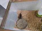 2 chinese dwergkwartels koppeltje man en vrouw., Dieren en Toebehoren, Pluimvee, Meerdere dieren, Overige soorten