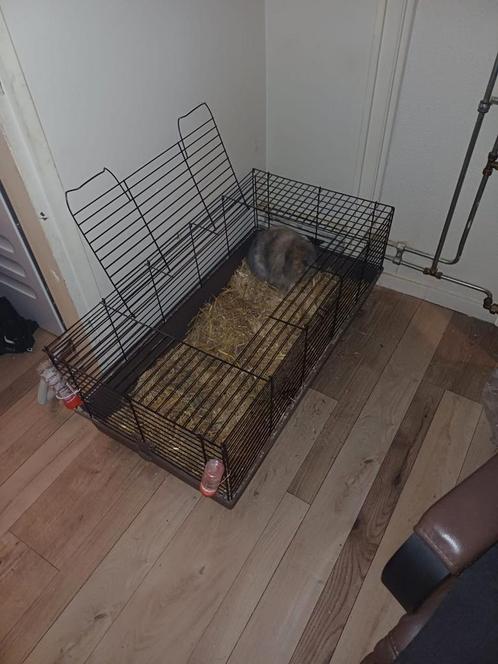 2 lieve mannelijke konijnen, Dieren en Toebehoren, Knaagdieren en Konijnen | Hokken en Kooien, Hok, 110 cm of meer, Ophalen of Verzenden