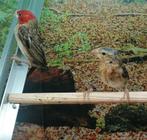 Roodkopwevers diverse koppels., Dieren en Toebehoren, Meerdere dieren