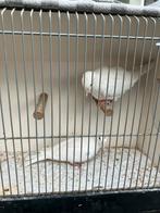 Lachduiven, Dieren en Toebehoren, Meerdere dieren, Overige soorten