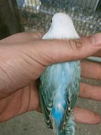 Prachtige piep jonge agapornis fisheri opaline turquoise, Meerdere dieren, Dwergpapegaai of Agapornis, Geringd