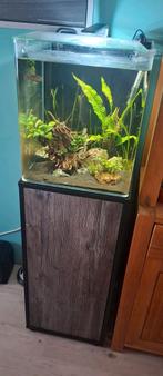 Dennerle NanoCube Aquarium 60L met Kast, Dieren en Toebehoren, Reptielen en Amfibieën | Toebehoren, Ophalen, Zo goed als nieuw