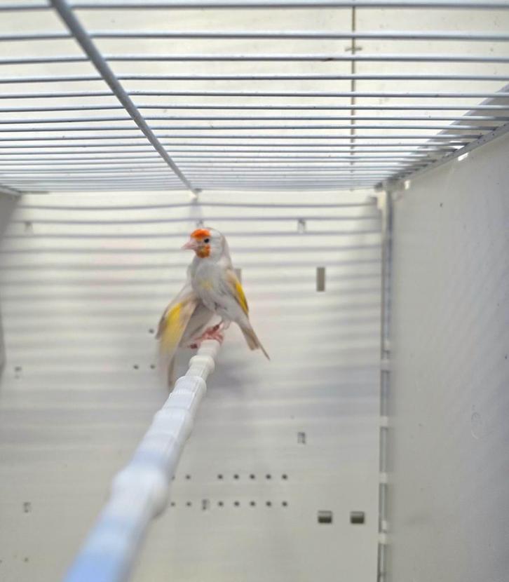 Putter / Distelvink Parva lutino, Dieren en Toebehoren, Vogels | Overige Vogels, Wildzangvogel, Vrouwelijk, Tam, Geringd