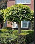 Gratis catalpa / trompetboom x2, Ophalen, Volle zon, Overige soorten, 250 tot 400 cm