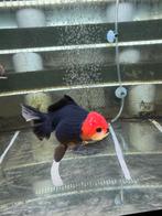 Fancy Goldfish Oranda red black HQ special, Dieren en Toebehoren, Vissen | Aquariumvissen, Vis