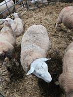 Dekrammen, Dieren en Toebehoren, Schapen, Geiten en Varkens, Vrouwelijk, Schaap