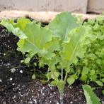 Doorlopende Borenkool. Perennial Kale., Ophalen of Verzenden, Zomer, Groenteplanten, Halfschaduw