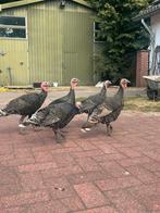 Kalkoenen, Dieren en Toebehoren, Pluimvee, Meerdere dieren, Kalkoen