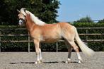 ## SUPER LIEVE EN TOP BRAAF TE RIJDEN HAFLINGER RUIN ##, Dieren en Toebehoren, Pony's, B, Ruin, 3 tot 6 jaar, Gechipt