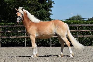 ## SUPER LIEVE EN TOP BRAAF TE RIJDEN HAFLINGER RUIN ## beschikbaar voor biedingen