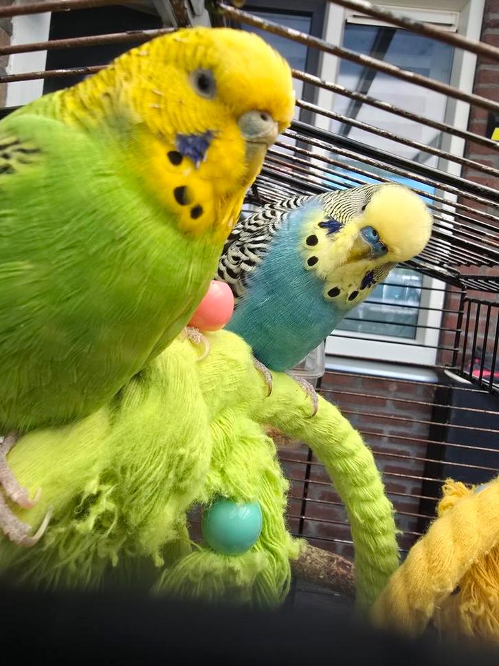 Grasparkieten Pamuk en Fıstık inclusief kooi en speelgoed, Dieren en Toebehoren, Vogels | Parkieten en Papegaaien, Parkiet, Meerdere dieren