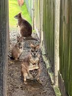 Parma wallaby man, Dieren en Toebehoren, Overige Dieren, Januari, Mannelijk