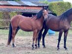 Lieve, jonge pony’s, Dieren en Toebehoren, Pony's, E pony (1.48m - 1.57m), Niet van toepassing, 0 tot 2 jaar, Gechipt