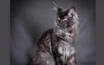 Dekkater maine coon black smoke, Dieren en Toebehoren, Katten en Kittens | Dekkaters, 0 tot 2 jaar